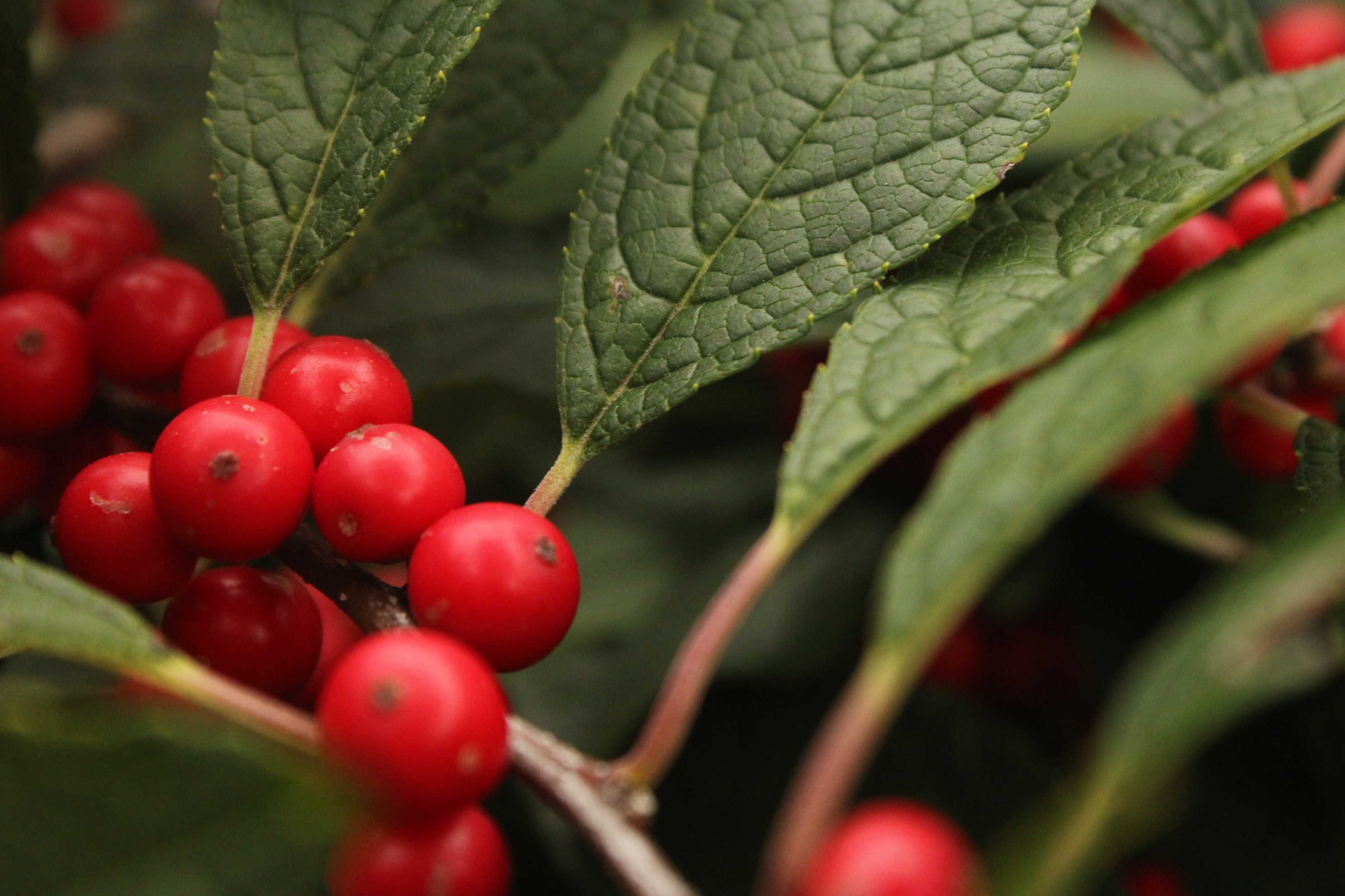 berries